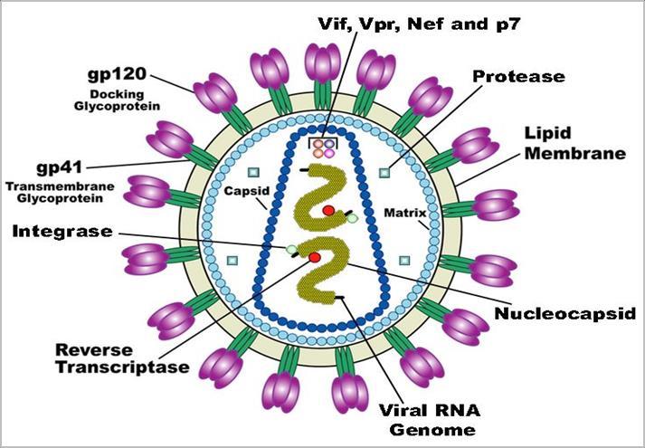 Δομή του HIV Ο HIV είναι ένας RNA ιός και ανήκει στην κατηγορία των ρετροϊών. Διαθέτει: 1. γενετικό υλικό (RNA), 2.