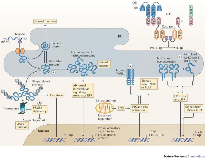 Lighting the fires within: the cell biology of