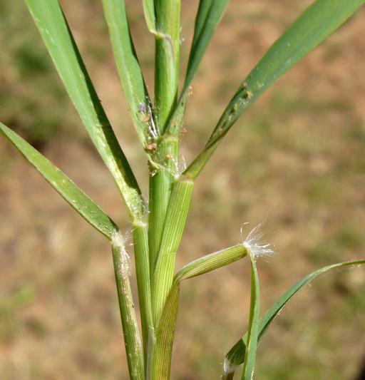 Cynodon dactylon (Αγριάδα) Γενική