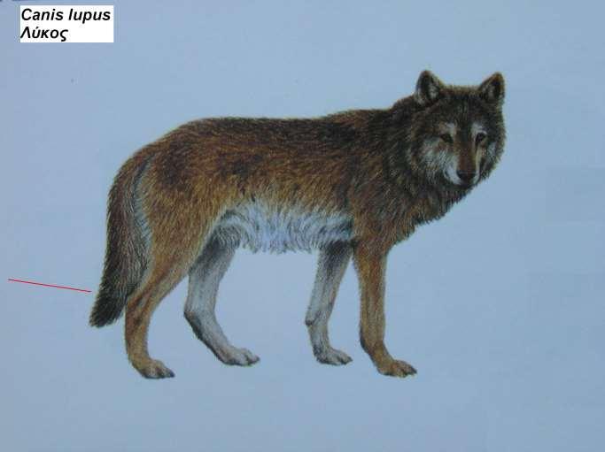 10. Λύκος Canis lupus 1.