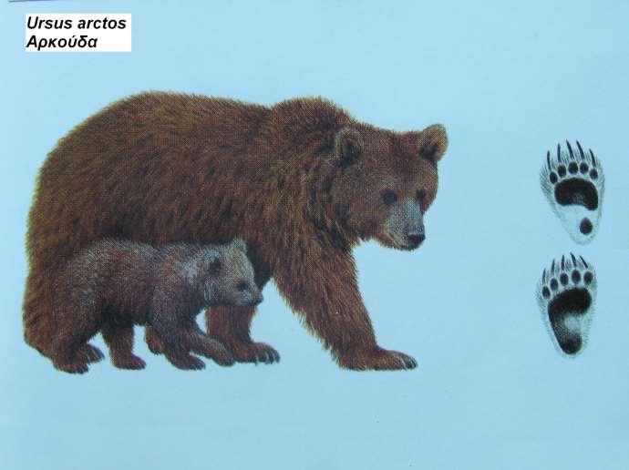 13. Αρκούδα Ursus arctos 1.