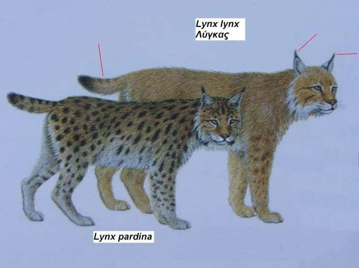 15. Λύγκας Lynx lynx 1.