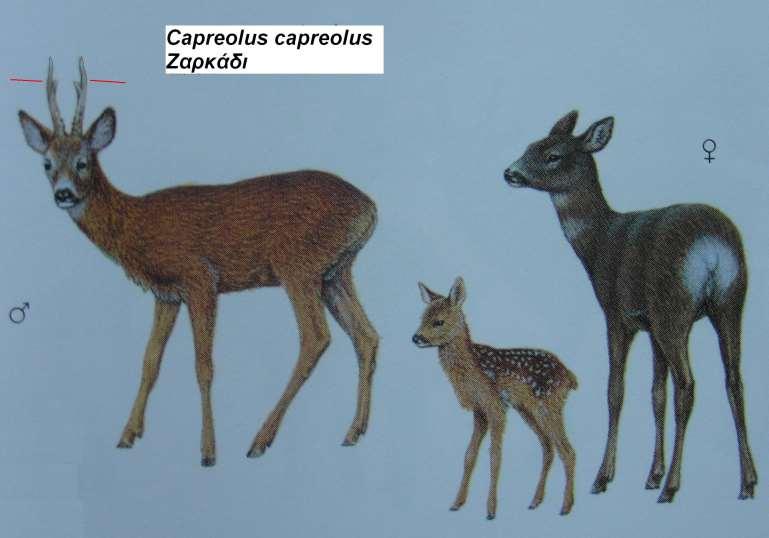 19. Ζαρκάδι Capreolus capreolus 1.