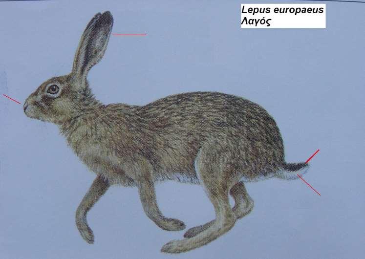 2. Λαγός Lepus europaeus 1.