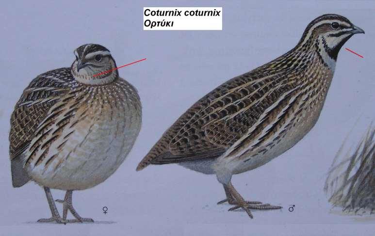 8. Ορτύκι Coturnix coturnix Περιγραφή κοντό, ελαφρώς καμπύλο ράμφος, μακριές οξύληκτες φτερούγες, κοντά πόδια με μικρά ανίσχυρα δάκτυλα, κοντός λαιμός και ουρά, φαιό με