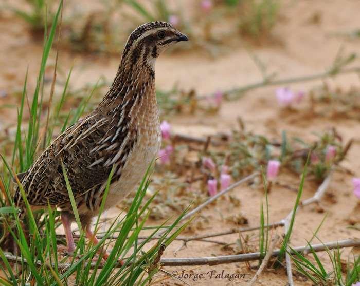 coturnix