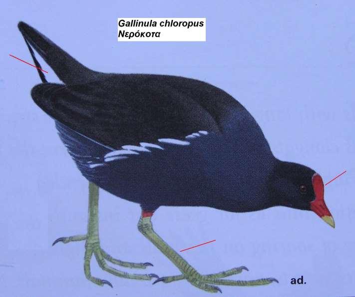 10. Νερόκοτα Gallinula chloropus Περιγραφή σκούρο γκρίζο προς μαύρο φτέρωμα, γκριζόφαιο προς μαύρο με μπλε μεταλλική ανταύγεια στις φτερούγες και