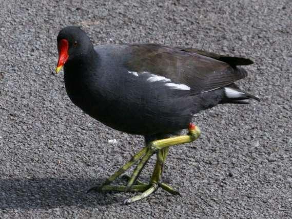 Gallinula