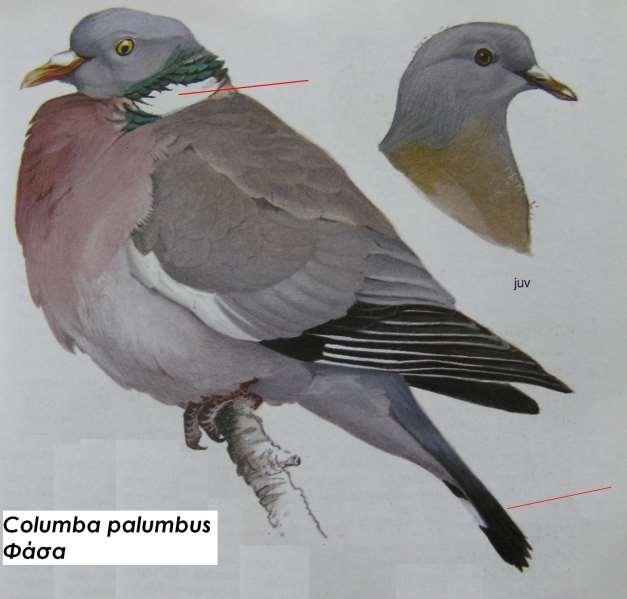 12. Φάσα Columba palumbus Περιγραφή το μεγαλύτερο της οικογένειας, μεγάλη λευκή κηλίδα στις πλευρές του λαιμού, λευκή λωρίδα στο μέσο των φτερούγων, κεφάλι μικρό, κοντό μυτερό