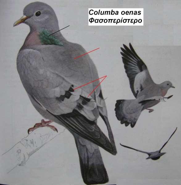 13. Φασοπερίστερο Columba oenas Περιγραφή μικρότερο από τη φάσα, χωρίς λευκές κηλίδες στο λαιμό και τις φτερούγες με δύο εγκάρσιες λεπτές