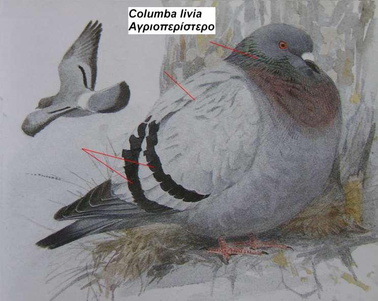 14. Αγριοπερίστερο Columba livia Περιγραφή διαφέρει από το φασοπερίστερο στο ότι οι δύο μαύρες λωρίδες στις φτερούγες είναι πιο