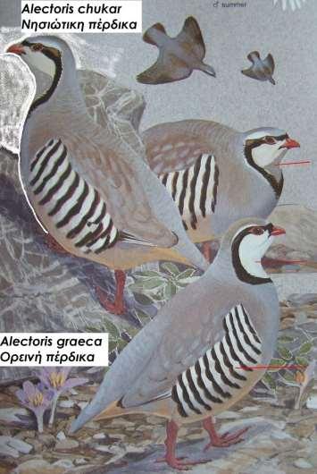 4. Νησιώτικη πέρδικα Alectoris chukar 5.