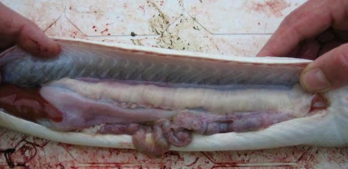 5 cm, για θηλυκά και αρσενικά άτομα, για το σύνολο των ατόμων, καθώς και για κάθε περιοχή/έτος δειγματοληψίας, για τα δείγματα του εργαστηρίου και του πεδίου.