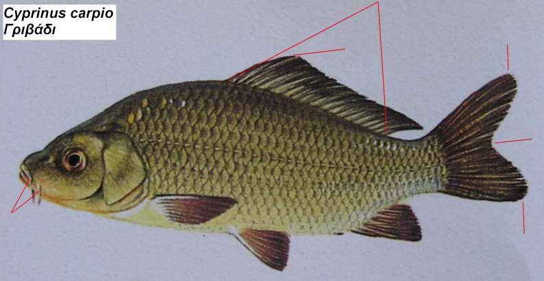 8. Γριβάδι Cyprinus carpio Περιγραφή σώμα επίμηκες, πεπλατυσμένο και ελαφρά πεπιεσμένο, 2 ζεύγη μυστάκων (το μακρύτερο στη βάση του στόματος, το κοντύτερο στην άκρη των χειλιών)