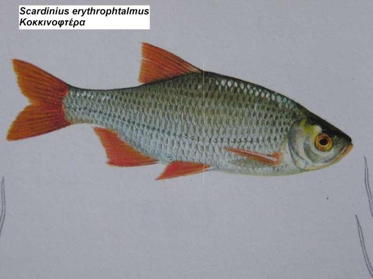 16. Κοκκινοφτέρα Scardinius erythrophthalmus Περιγραφή σώμα πεπλατυσμένο, μικρό κεφάλι η αρχή της βάσης του