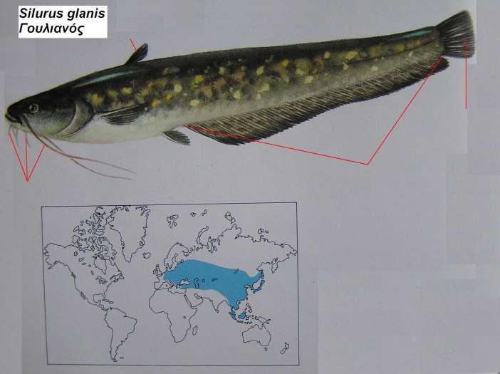 21. Γουλιανός Silurus glanis Περιγραφή σώμα επίμηκες με γλοιώδες δέρμα, φαρδύ κεφάλι, χωρίς λέπια, πολύ μεγάλο στόμα, με 3 ζεύγη