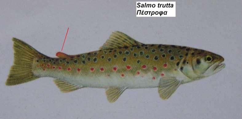 3. Πέστροφα Salmo trutta fario Περιγραφή σώμα σκληρό, κυλινδρικό, πεπιεσμένο στο πίσω μέρος, με κοντό ραχιαίο πτερύγιο, στόμα μεγάλο, δόντια πολυάριθμα σε διπλές σειρές ασημί, γκρίζο ή μαύρο στη