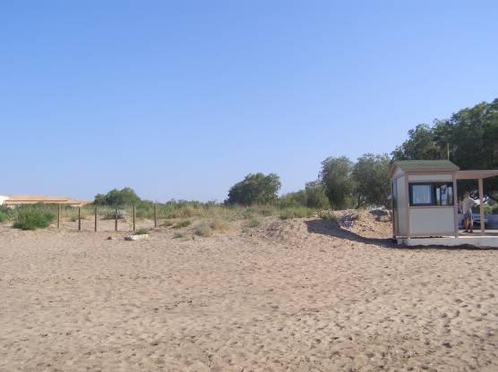 δείχνουν ένα πολύ χαµηλό επίπεδο θήρευσης νεοσσών χελωνών από γλάρους, κατώτερο του 5 %.
