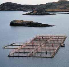 Frutat e detit siç janë llojet e ndryshme të guacave mund te kultivohen në mënyrën e njëjtë. Për peshkim nuk duhet gjithnjë anije! Kultivimi i salmonit në Skotlandë.
