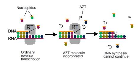 Εικόνα 7. Τρόπος δράσης του ΑΖΤ Ο τερματισμός της αλυσίδας του DA, είναι αποτέλεσμα της απουσίας της ομάδας του 3'-υδροξυλίου στο zidovudine, το οποίο καθιστά αδύνατη τη σύνδεση άλλων νουκλεοτιδίων.