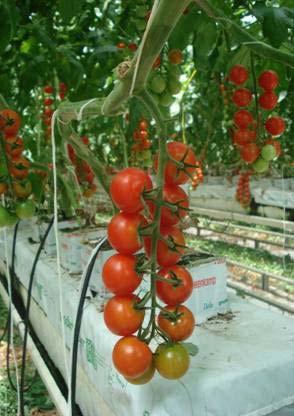 φυτών δεν γίνεται στο έδαφος αλλά σε τεχνητό ή φυσικό