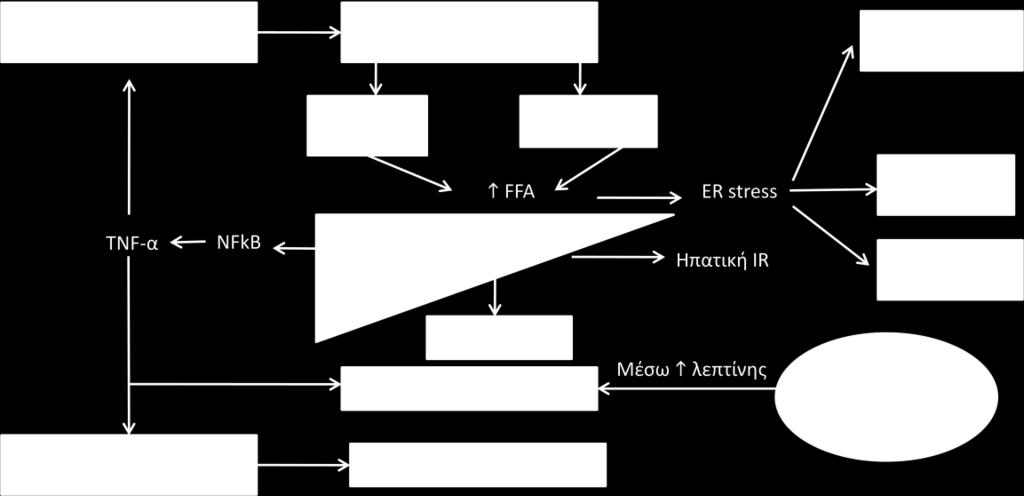 θπατικϊν καταςτολζων cytokine signaling SOCS) (Paschos et al., 2009). τθσ ςθματοδότθςθσ των κυτταροκινϊν (hepatic suppressors of Στο παρακάτω ςχιμα (Σχιμα 1.4.