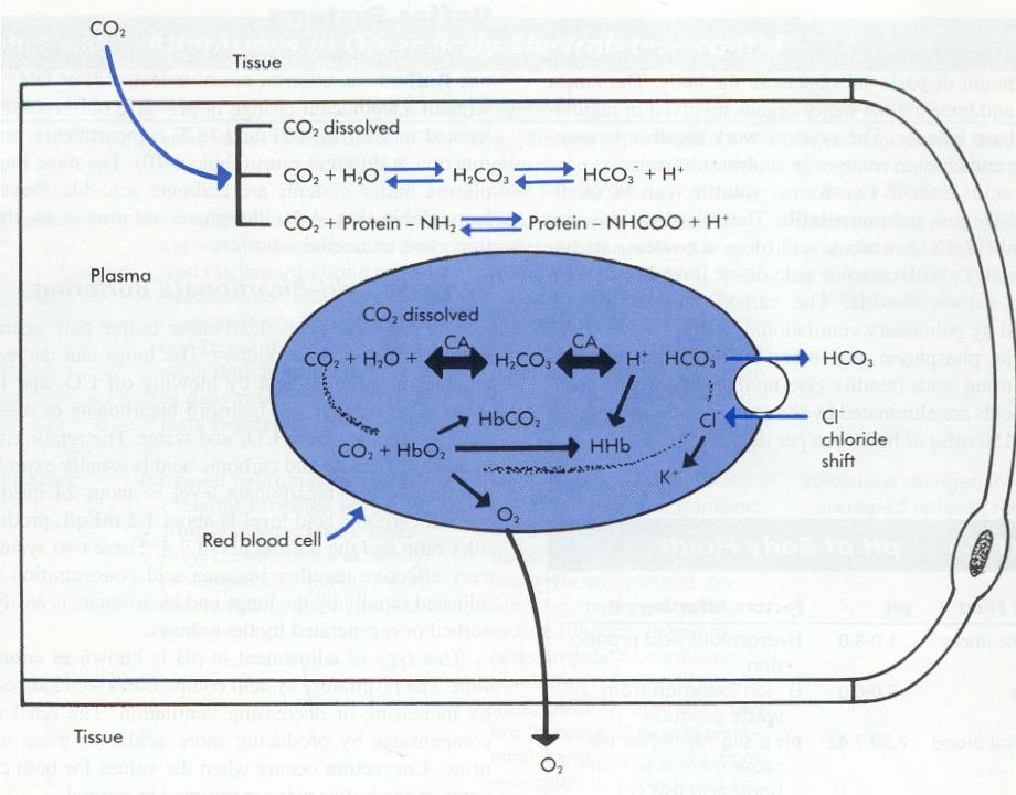 Μεταφορά του CO2 μεταξύ των ιστών και των ερυθροκυττάρων 5% 95% CA =