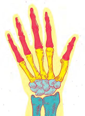 ΑΝΘΡΩΠΙΝΟ ΣΩΜΑ 11 Καθένα από τα τέσσερα δάχτυλά σου αποτελείται από τρεις ΦΑΛΑΓΓΕΣ. Ο αντίχειράς σου έχει μόνο δύο.
