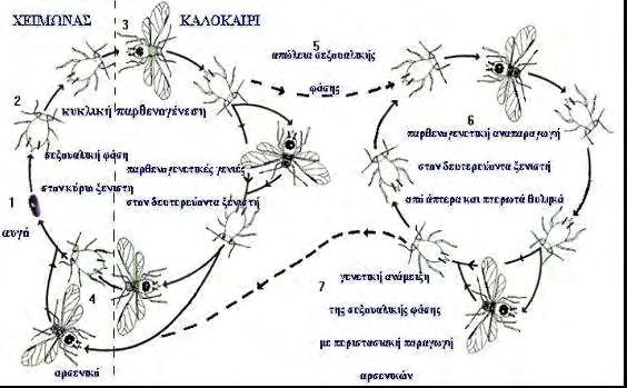 Η αφίδα Therioaphistrifolii (Monell) (Hemiptera: Aphididae) έχει φυλές προσαρμοσμένες στη μηδική και στο τριφύλλι (TrifoliumsubterraneumL. (Fabaceae)). Οι Sunnucksetal.