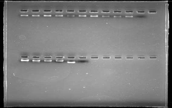 Εικόνα 4.3.3.3: Αποτέλεσμα PCR ~200bp 4.4 Κοπή με ένζυμα περιορισμού και ηλεκτροφόρηση Σε 6 µl από το προϊόν της PCR προστέθηκαν 4U από το ένζυμοbcodi (NewEnglandBiolabs) μαζί µε 1 NEBbuffer 4.
