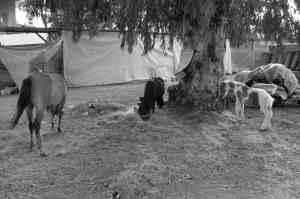 Ζωντανά κάτω από έναν ευκάλυπτο στο παζάρι του Λιθερού: «Πόσες και πόσες φορές δεν γεύτηκα το περίφημο σάμαλι ή τον μπακλαβά και το κανταΐφι σερβιρισμένο σε μια κόλλα χαρτί.