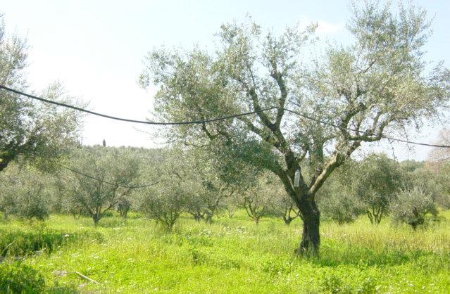 Η συλλογή του ελαιοκάρπου (μαζωχτό, λιομαζωχτό, λιομάζωμα) αρχίζει στο τέλος του φθινοπώρου-αρχή του χειμώνα, συνήθως το