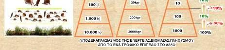 επίπεδο από το προηγούµενο του: Είναι λογικό να µειώνεται και η ποσότητα της οργανικής ύλης που µπορούν να συνθέσουν οι οργανισµοί