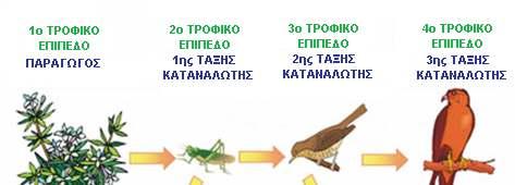 ΚΥΚΛΟΣ ΤΟΥ ΑΝΘΡΑΚΑ Η ΠΟΡΕΙΑ του άνθρακα C στα οικοσυστήµατα Ακολουθεί τη ροή της ενέργειας στα οικοσυστήµατα Για τον απλό λόγο ότι η