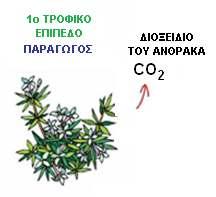 Επαναφορά του διοξειδίου του άνθρακα CΟ2 στην ατµόσφαιρα Μέσω των παραγωγών: ΚΥΚΛΟΣ ΤΟΥ ΑΝΘΡΑΚΑ Ένα µέρος της γλυκόζης και άλλων ενώσεων που συντίθενται από τους παραγωγούς: ιασπώνται µε την