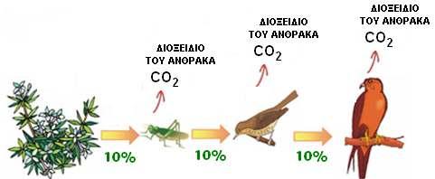 Επαναφορά του διοξειδίου του άνθρακα CΟ2 στην ατµόσφαιρα ΚΥΚΛΟΣ ΤΟΥ ΑΝΘΡΑΚΑ Μέσω των καταναλωτών: Ένα µέρος της οργανικής ύλης που παράγεται από τους παραγωγούς µεταβιβάζεται ως τροφή στους