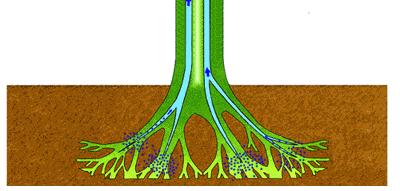 για τη µεταφορά των θρεπτικών στοιχείων στο εσωτερικό των φυτικών οργανισµών Για αυτό το λόγο συνδέεται αναπόσπαστα µε