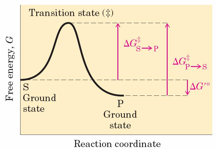 ריאקציות אנזימתיות פרמטרים להסתכלות על ריאקציות: תרמודינמיים קינטיים אנרגיה חופשית של גיבס- תלויה באופי החומר וסביבתו, סוג הקשרים הכימיים ומספרם.