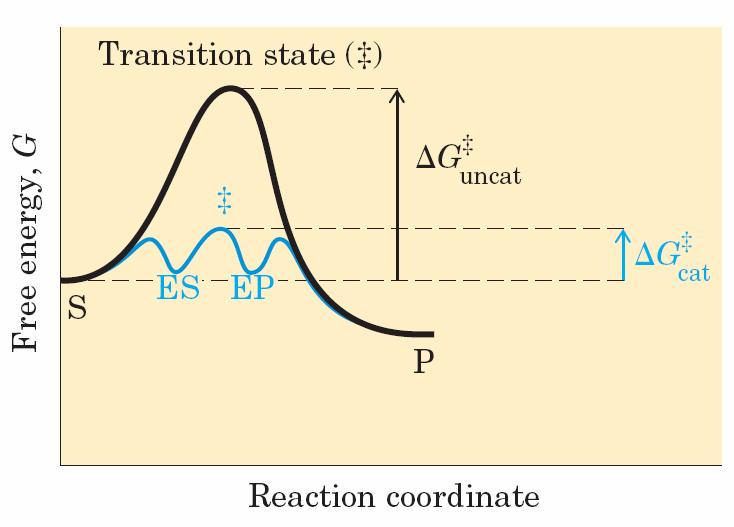 מהלך ריאקציה כימית בנוכחות קטליזה אנזימתית : P E + S ES EP E + קטליזטורים מגבירים את קצב הריאקציה על ידי הנמכת אנרגית האקטיבציה. אנזימים הם קטליזטורים במערכות ביולוגיות.