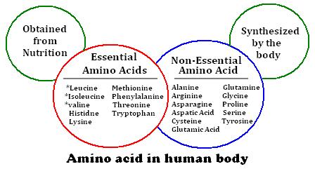 aminokiselina, iako se odvija u organizmu njegova biosinteza.