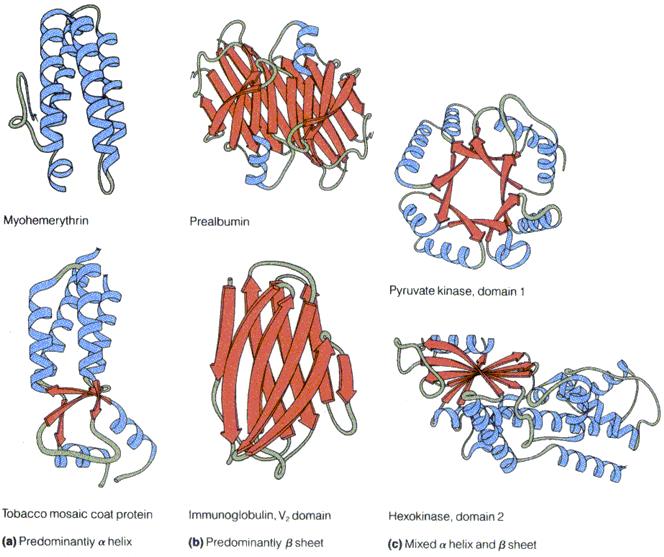 Polipeptidni lanac ima N- i C-kraj Proteini