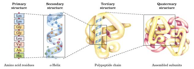Struktura proteina primarna struktura (polipeptidni lanac) sekundarna struktura (α- i β- zavojnica)