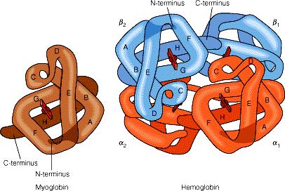 Tercijalna struktura proteina tercijalna (nativna ) struktura konformacija polipeptidnog lanca određena primarnom strukturom hirdofobe aminokiseline u unutrašnjosti globule, polarne i naelektrisane