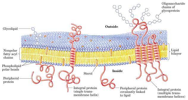 membrane -tečan lipidni dvosloj -uronjeni proteini