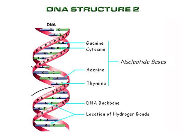 Nukleinske kiseline su polimeri nukleotida fosfodiestarskavezapovezuje nukleotideu polinukleotidni lanac