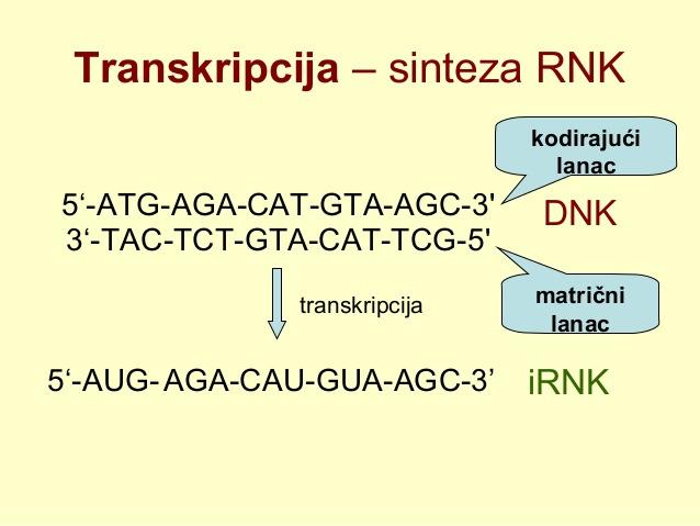 Transkripcija sinteza RNK sa DNK templata -