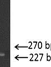 heterozigot CG (genotip Pro12Ala) Figura 21 -Analiza