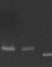 individualizat trei genotipuri: Un singur produs fragment