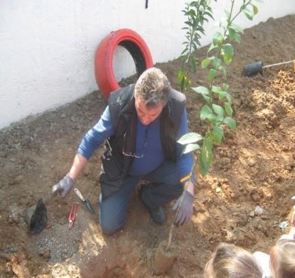Εικόνα 2: Ο κος Γιώργος από το φυτώριο φυτεύει τα δέντρα που μας χάρισε Ζητήσαμε επίσης από το διπλανό
