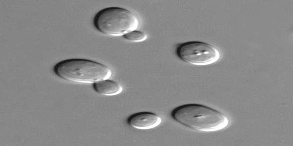 Chlorella minutissima